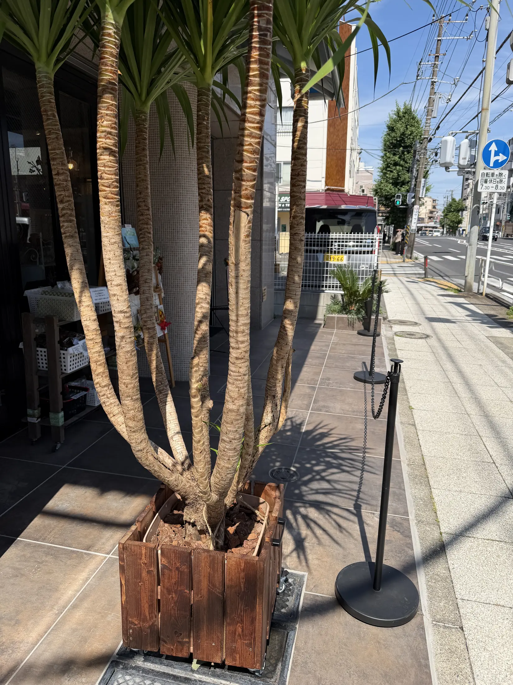 店舗前の鉢植えの樹木