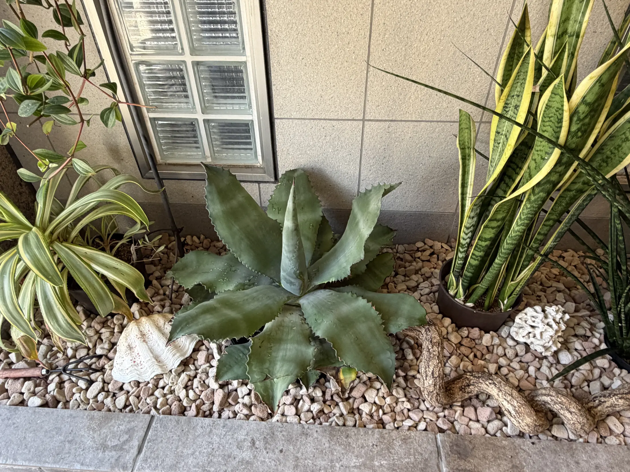 植栽帯の植物と砂利のディテール